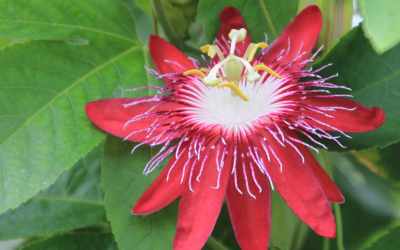 Flower image of Passiflora 'Lady Margaret'