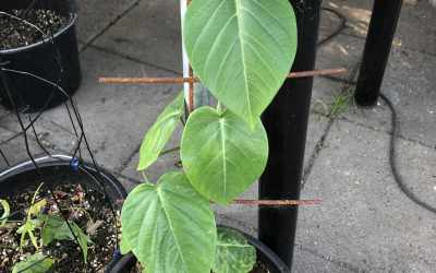 Leaf image of Passiflora ligularis