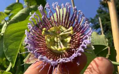 Flower image of Passiflora 'Linwood'