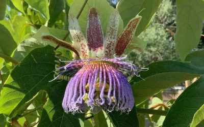 Flower image of Passiflora 'Linwood'