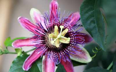 Flower image of Passiflora 'Marijke'