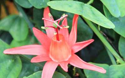 Flower image of Passiflora murucuja