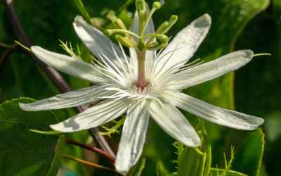 Flower image of Passiflora pectinata