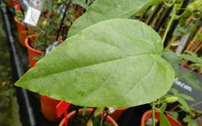 Leaf image of Passiflora pentagona