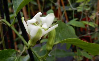 Bud image of Passiflora pentagona