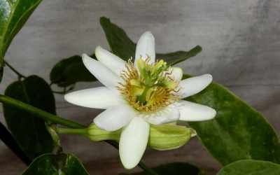 Flower image of Passiflora pentagona
