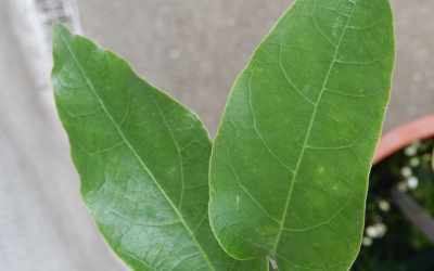Leaf image of Passiflora pentagona