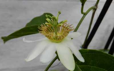 Flower image of Passiflora pentagona