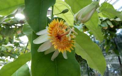 Flower image of Passiflora pittieri