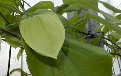 Bud image of Passiflora platyloba