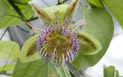 Flower image of Passiflora platyloba