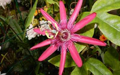 Flower image of Passiflora 'Pura Vida 7'