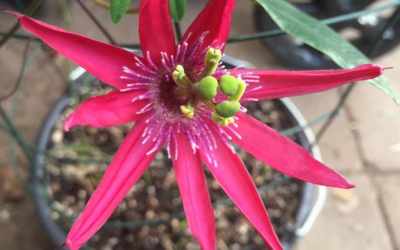 Flower image of Passiflora 'Pure Vida 7'
