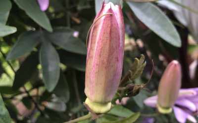 Bud image of Passiflora 'Purple Passion'