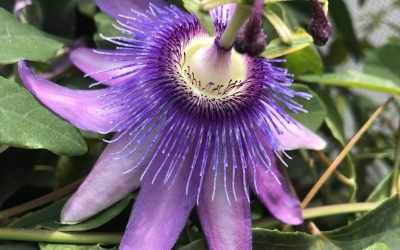 Flower image of Passiflora 'Purple Passion'