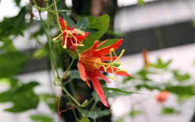 Flower image of Passiflora 'Red Infinity'