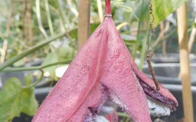 Fruit image of Passiflora rubra