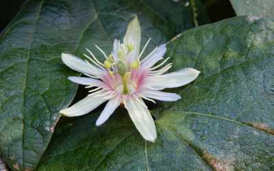 Flower image of Passiflora rubra