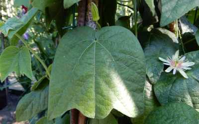 Leaf image of Passiflora rubra