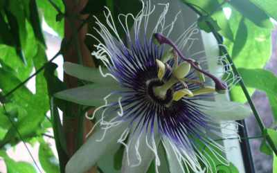 Flower image of Passiflora 'Sapphire'