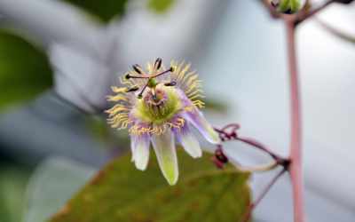 Flower image of Passiflora standleyi