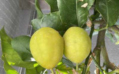 Fruit image of Passiflora subpeltata