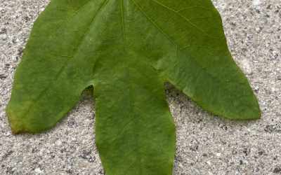 Leaf image of Passiflora subpeltata