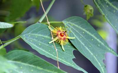 Flower image of Passiflora 'Sunburst'