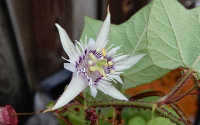 Flower image of Passiflora trichopoda
