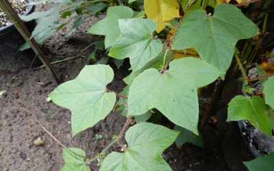 Leaf image of Passiflora trichopoda