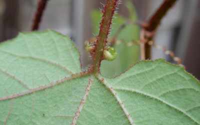Glands image of Passiflora trichopoda