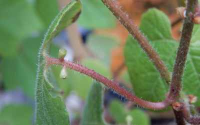 Glands image of Passiflora trichopoda