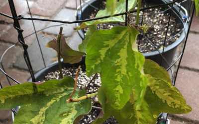 Leaf image of Passiflora trifasciata