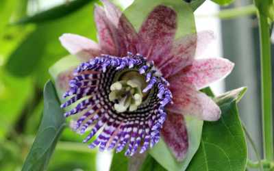 Flower image of Passiflora triloba