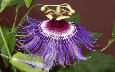 Flower image of Passiflora 'Wilgen Marieke'