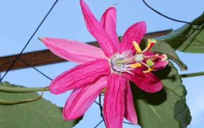 Flower image of Passiflora 'Wilgen R. Robertson'