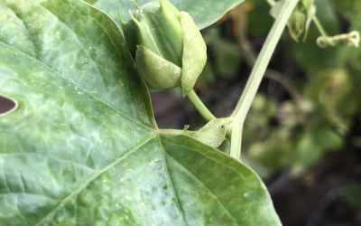 Bud image of Passiflora x belotii
