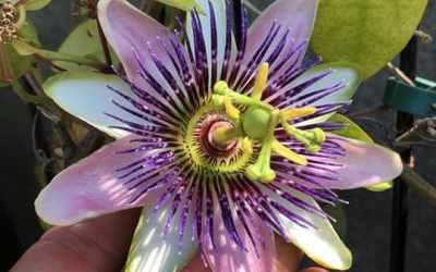 Flower image of Passiflora x belotii