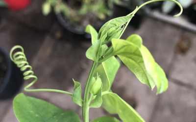 Shoots image of Passiflora x belotii