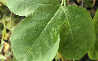 Leaf image of Passiflora x belotii
