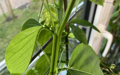 Leaf image of Passiflora x decaisneana