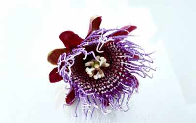 Flower image of Passiflora x decaisneana