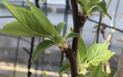Shoots image of Prunus armeniaca "Harcot"