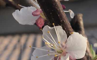 Flower image of Prunus armeniaca "Harcot"