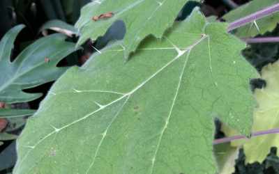 Leaf image of Solanum mammosum